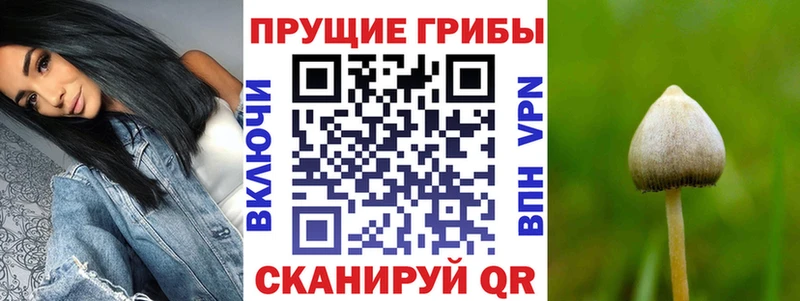 Псилоцибиновые грибы мухоморы  дарк нет какой сайт  Суджа 
